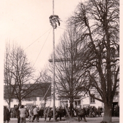 Schmutziger Donnerstag: Der baum Stand wieder sicher.