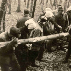 Narrenbaumholen in Hegne: Mit viel Muskelkraft wurde der Baum aus dem Wald gezogen.