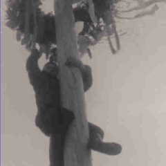 Schmutziger Donnerstag: Trotz der Kälte ließ man es sich nicht nehmen, die guten Sachen vom Baum zu holen.