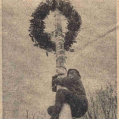 Schmutziger Donnerstag: Die Leckereien reizten zum Ersteigen des Baumes.