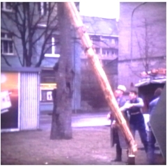 Narrenbaumfällen auf dem Gottmannplatz: Der Baum fällt.