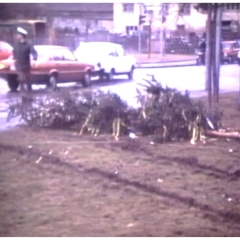 Narrenbaumfällen auf dem Gottmannplatz: Der Baum liegt.