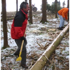 Narrenbaumholen in Hegne: Die Elferräte beim Räppeln des Baumes.