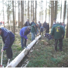 Narrenbaumholen in Hegne: Fleissige Elferräte reppelten den Baum.