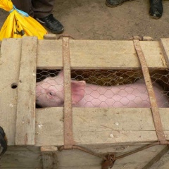 Narrenbaumholen in Hegne: Die Schlafkappen bekamen ein Schwein von der Schneckenburg.