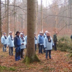 Narrenbaumholen in Hegne: Zuerst wurde nach einem schönen Baum ausschau gehalten.