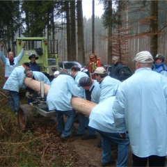 Narrenbaumholen in Hegne: Der große Baum wurde auf den Hänger gelegt.