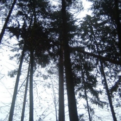 Narrenbaumholen in Hegne: Der erste Baum blieb zwischen den anderen Bäumen hängen.