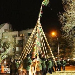 Narrenbaumstellen auf dem Gottmannplatz: Das Stellen des Baumes übernahmen die Holzer aus Allensbach.