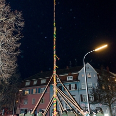 Narrenbaumstellen auf dem Gottmannplatz: Die Holzer aus Allensbach stellten den Baum wie in jedem Jahr.