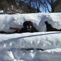 Fanfarenzug und Schneeschreck fuhren nach St Blasien zum Umzug.