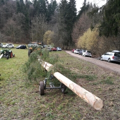 Narrenbaumholen in Hegne: Der gerappelte Baum lag parat.