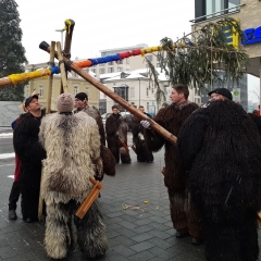 Schmutziger Donnerstag: Narrenbaumstellen vor dem Edeka.