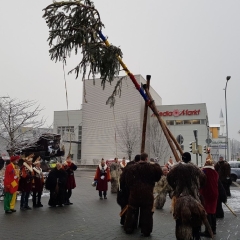 Schmutziger Donnerstag: Narrenbaumstellen vor dem Edeka.