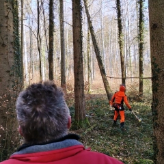 Narrenbaum holen in Hegne: Der Förster fällte den Baum.