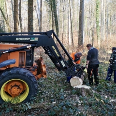 Narrenbaum holen in Hegne: Er wurde an einen Traktor angehängt.