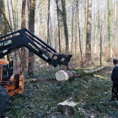 Narrenbaum holen in Hegne: Der Baum wurde aus dem Wald gezogen.