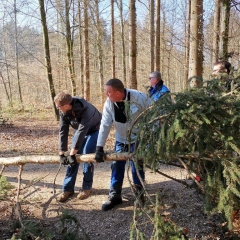 Narrenbaum holen in Hegne: Damit die Spitze nicht beschädigt wurde, musste sie angehoben werden.