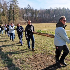 Narrenbaum holen in Hegne: Der zweite Baum wurde aus dem Wald getragen.