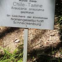 Die 1985 von der Schneckenburg gespendete Chile-Tanne auf der Mainau.