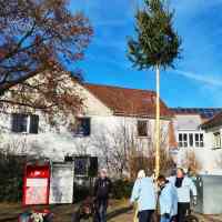 Narrenbaumholen in Hegne: Mehrmaliges Probestellen des Baums.