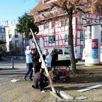 Narrenbaumholen in Hegne: Mehrmaliges Probestellen des Baums.