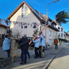 Narrenbaumholen in Hegne: Mehrmaliges Probestellen des Baums.