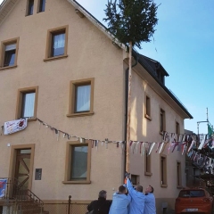 Narrenbaumholen in Hegne: Mehrmaliges Probestellen des Baums.