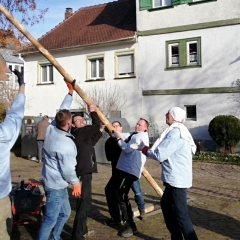 Narrenbaumholen in Hegne: Mehrmaliges Probestellen des Baums.