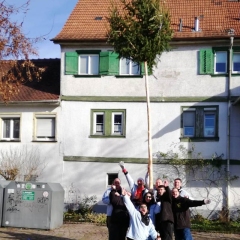 Narrenbaumholen in Hegne: Mehrmaliges Probestellen des Baums.