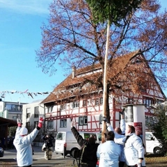 Narrenbaumholen in Hegne: Mehrmaliges Probestellen des Baums.