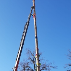 Aschermittwoch Narrenbaum fällen: Am Gottmannplatz.