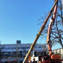 Aschermittwoch Narrenbaum fällen: Am Gottmannplatz.