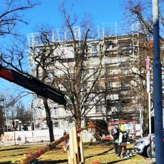Aschermittwoch Narrenbaum fällen: Am Gottmannplatz.