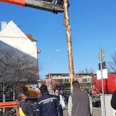 Aschermittwoch Narrenbaum fällen: Beim Edeka.