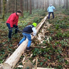 Narrenbaum Holen im Hegner Wald: Nach dem Fällen wurde erst mal geräppelt.