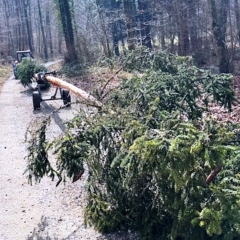 Narrenbaum Holen im Hegner Wald: Der Baum war aufgeladen.