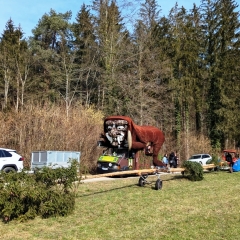 Narrenbaum Holen im Hegner Wald: Alles war für den Heim weg vorbereitet.