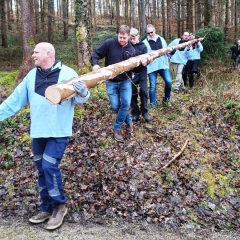Narrenbaum holen in Hegne: Der Schneckenbürgler Baum wurde aus dem Wald geholt.